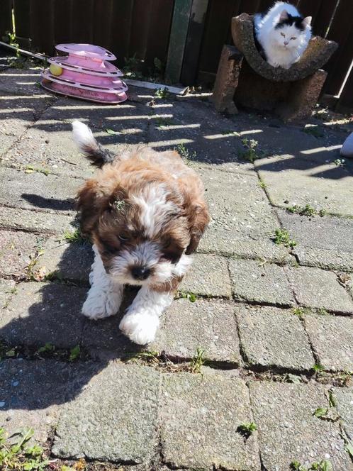 Zeer mooie mini doodle / maltipoo, Dieren en Toebehoren, Honden | Chihuahua's en Gezelschapshonden, Reu, Overige rassen, Particulier