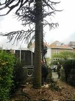 Boomverzorging, Overige vormen