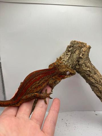 1.0 gargoyle man beschikbaar voor biedingen