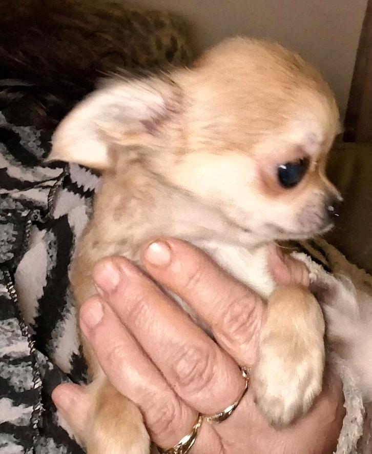 Langhaar chihuahua pup alleen bellen,nr.in adv, Dieren en Toebehoren, Honden | Chihuahua's en Gezelschapshonden, Teef, Chihuahua