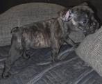 12 Franse bulldog puppy's - nog 3, Parvo, 8 tot 15 weken, Bulldog, Meerdere