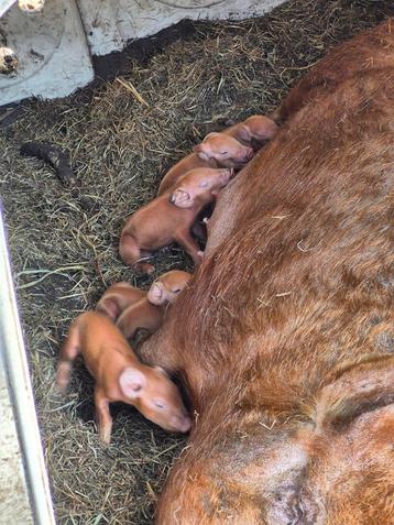 Zuivere Tamworth biggen beschikbaar voor biedingen