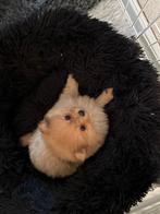 Dwergkees(pomeranian) pups, Dieren en Toebehoren, Honden | Chihuahua's en Gezelschapshonden, Overige rassen, CDV (hondenziekte)