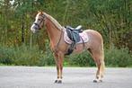 Knappe welsh merrie sectie A, Merrie, Zadelmak, 3 tot 6 jaar, B pony (1.17m tot 1.27m)