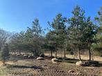 Pinus dennen Hoogstam, meerstammig, geveerd | Groenblijvend, Tuin en Terras, Planten | Bomen, Ophalen of Verzenden, Volle zon