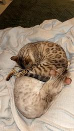 Bengal kittens - snow lynx, 0 tot 2 jaar