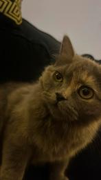 Kitten van 6 manden, Ophalen