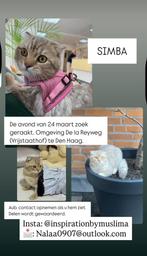 KATER VERMIST, Simba, Beige met bruine tijgerstrepen., Dieren en Toebehoren