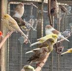 Gloster kanaries koppels, Dieren en Toebehoren, Meerdere dieren, Kleurkanarie