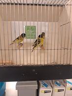 Zwartkopsijsjes, Dieren en Toebehoren, Meerdere dieren