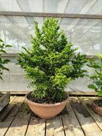 Japanse ceder bonsai startplant, Tuin en Terras, Bloeit niet, Halfschaduw, Overige soorten, Minder dan 100 cm