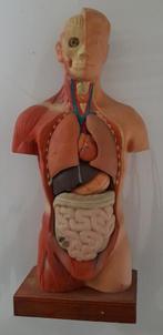 Anatomisch model (vintage), Antiek en Kunst, Ophalen of Verzenden