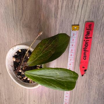 Hoya camphoripholia beschikbaar voor biedingen