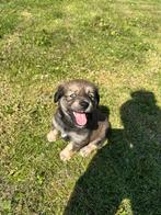 Teckel x corgi x pomsky pups puppy pup, Dieren en Toebehoren, CDV (hondenziekte), 8 tot 15 weken, Meerdere, Meerdere dieren