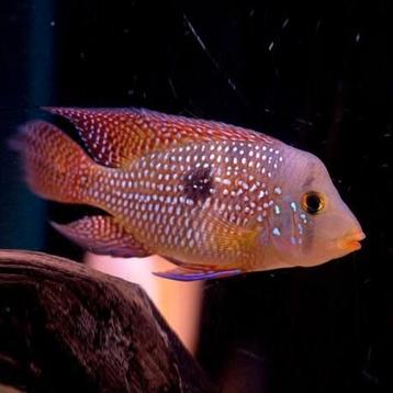 Geophagus brasiliensis beschikbaar voor biedingen