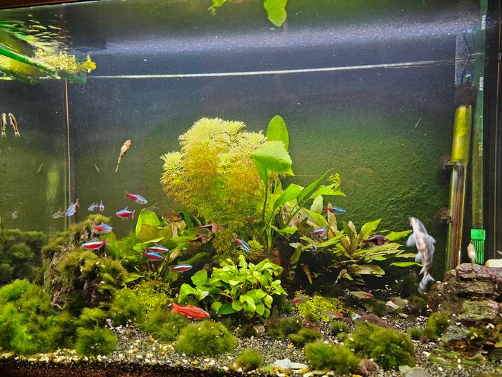 Superfish start 150 Eheim 2211, Dieren en Toebehoren, Vissen | Aquaria en Toebehoren, Gebruikt, Gevuld zoetwateraquarium, Ophalen