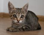 POOKY ONDERNEMEND LIEVE  KITTEN OPZOEK NAAR LIEF PERSONEEL, Dieren en Toebehoren, Katten en Kittens | Overige Katten, Kater, Kortharig