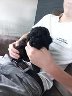 Poedels (toy)., Dieren en Toebehoren, Poedel, 8 tot 15 weken, Meerdere, Meerdere dieren
