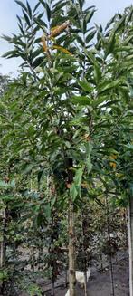 Castanea sativa     Tamme kastanje, Tuin en Terras, Ophalen, Volle zon, Overige soorten, Minder dan 100 cm