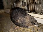 Zwarte Japanse Kwartel Hen, Dieren en Toebehoren, Vrouwelijk, Overige soorten