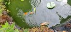 Koi diverse groottes, Dieren en Toebehoren, Vissen | Vijvervissen, Karper of Koi