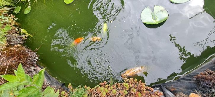 Koi diverse groottes, Dieren en Toebehoren, Vissen | Vijvervissen, Karper of Koi