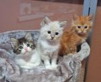 Ragdoll solid kittens met stamboom, Kater, Met stamboom