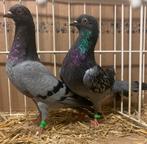 Kweekkoppels Wener Hoogvliegers, Dieren en Toebehoren, Vogels | Duiven, Meerdere dieren