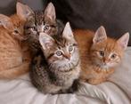 Europese korthaar kittens rode rood tijgers grijs zwart wit, Meerdere dieren, Kortharig, 0 tot 2 jaar