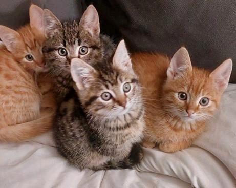 Europese korthaar kittens rode rood tijgers grijs zwart wit, Dieren en Toebehoren, Katten en Kittens | Overige Katten, Kortharig