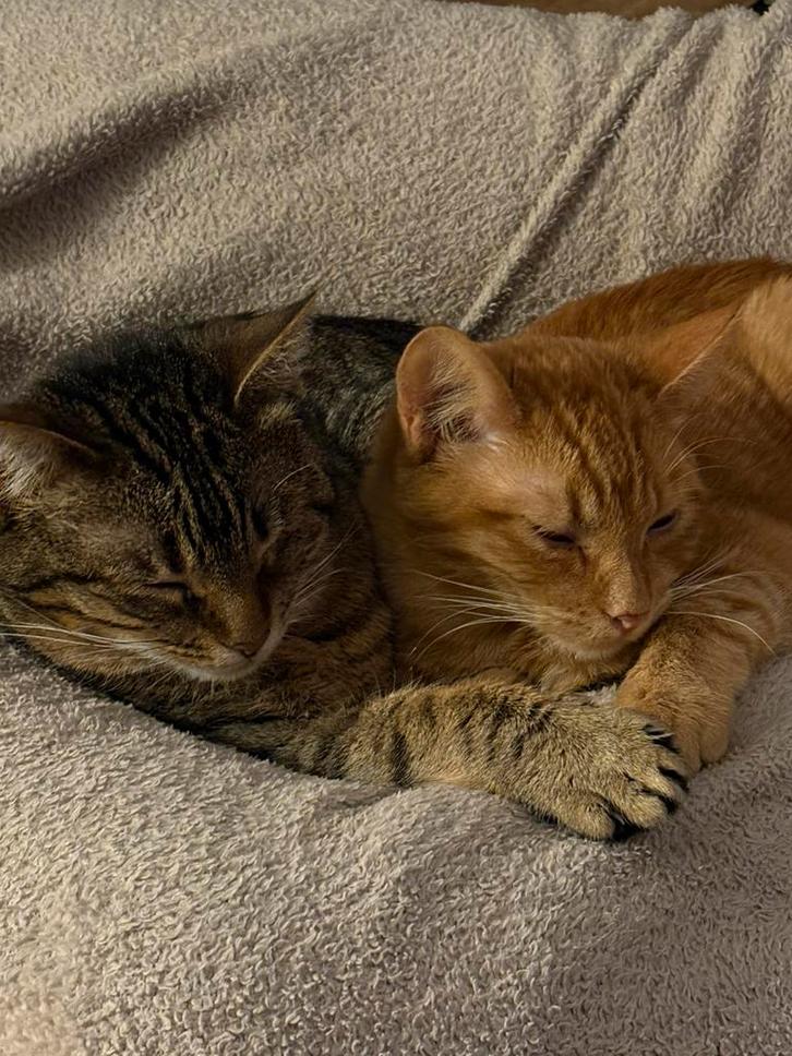 Lieve griekse & portguese katten zoeken een huisje!, Dieren en Toebehoren, Katten en Kittens | Raskatten | Korthaar, Poes, Gechipt