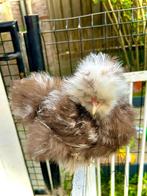 Broedeieren usa zijdehoen mottled, Dieren en Toebehoren, Pluimvee, Geslacht onbekend, Kip