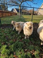 2 ooilammeren kruising Walliser schwarznase/Ryeland, Dieren en Toebehoren, Schapen, Geiten en Varkens, Vrouwelijk, Schaap, 0 tot 2 jaar