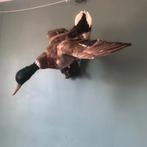 Opgezette eend op stam, Ophalen of Verzenden, Zo goed als nieuw, Vogel, Opgezet dier