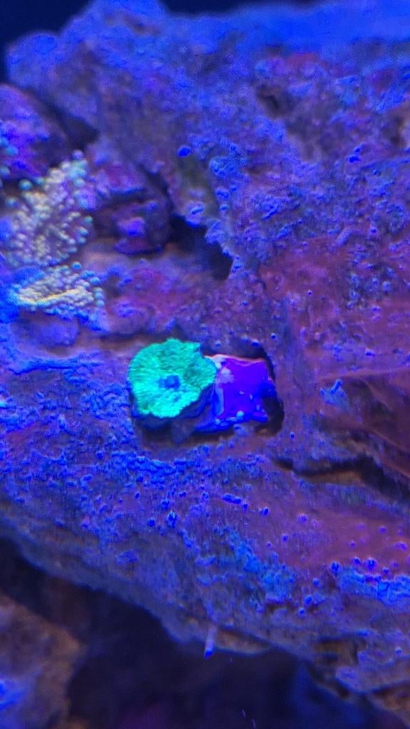 Koralen en vissen gezocht, Dieren en Toebehoren, Vissen | Aquariumvissen