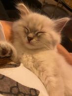 Ragdoll kittens, Meerdere dieren, Ontwormd