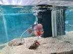 Flowerhorn Red Pearl Cichlide, Vis, Zoetwatervis