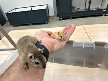Tamme gerbils zusjes te koop!  beschikbaar voor biedingen