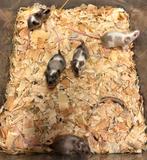 Engelse drie kleur muizen, Dieren en Toebehoren, Knaagdieren, Augustus, Meerdere dieren, Muis