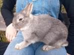 Lieve konijnen, Dieren en Toebehoren, Konijnen, Klein, Meerdere dieren, 0 tot 2 jaar