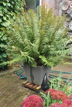 Enorme varen, dryopteris filix-mas, 120 cm hoog Met pot., Tuin en Terras, Planten | Tuinplanten, Ophalen, Vaste plant, Varens