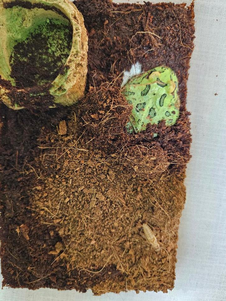 C.Cranwelli Hoornkikker