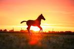 Opfok aangeboden voor merrieveulen van 2025, Opfok, 1 paard of pony