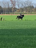 Bijrijder gezocht voor E pony, Dieren en Toebehoren, Paarden en Pony's | Overige Paardenspullen, Ophalen of Verzenden, Nieuw, Recreatie