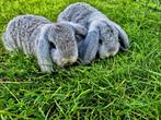Te koop 2 konijntjes Nederlandse dwerg hangoor 10 weken oud, Dieren en Toebehoren, Mannelijk, Dwerg, Hangoor