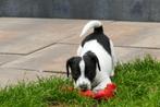 Jack Russel puppy, Dieren en Toebehoren, Jack Russell Terriër, Reu, 8 tot 15 weken, Meerdere