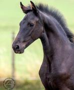 Fries merrie veulen, Dieren en Toebehoren, Merrie, Dressuurpaard, 0 tot 2 jaar