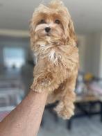 Exclusieve Maltipoo F1 Micro pup ( Maltezer/Toy Poedel ), Dieren en Toebehoren, Honden | Chihuahua's en Gezelschapshonden, Particulier