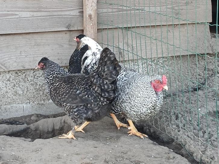 schijndelaar koekoek kippen, Dieren en Toebehoren, Pluimvee, Kip, Vrouwelijk