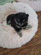 Super knap klein pomchi reutje 75/25%, Dieren en Toebehoren, Reu, 8 tot 15 weken, Eén hond, Chihuahua